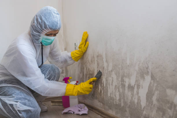Best Black Mold Remediation in Lochearn, MD