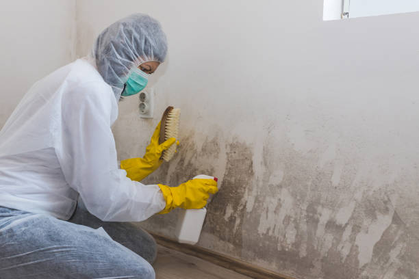 Best Mold Testing and Inspection Services in Lochearn, MD