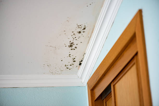 Best Mold Testing and Inspection Services in Lochearn, MD