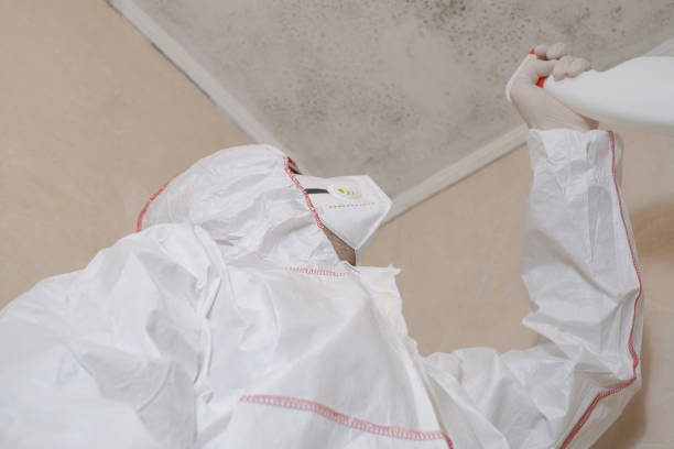 Best White Mold Remediation in Lochearn, MD