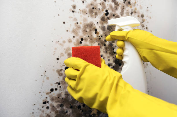Best Commercial Mold Remediation in Lochearn, MD