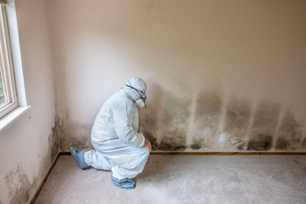Best Basement Mold Remediation in Lochearn, MD