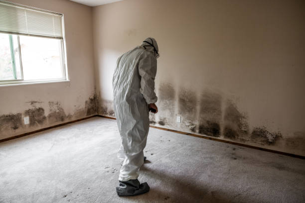 Best Commercial Mold Remediation in Lochearn, MD