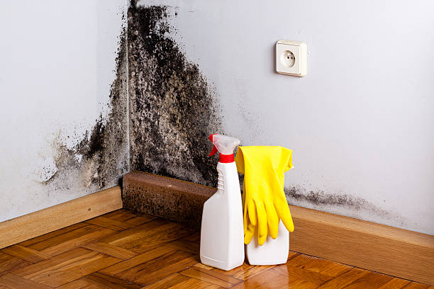Best Localized Mold Remediation (e.g., coastal areas, humid climates) in Lochearn, MD
