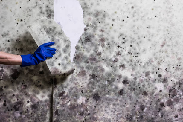 Best Post-Flood Mold Remediation in Lochearn, MD
