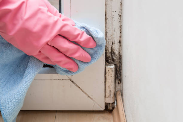 Best HVAC Mold Remediation in Lochearn, MD
