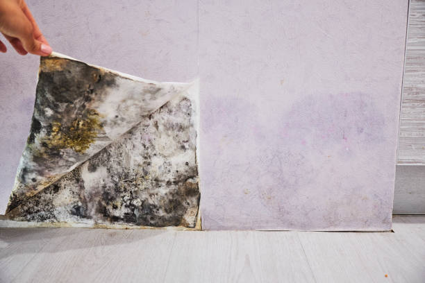 Reliable Lochearn, MD Mold Remediation Solutions